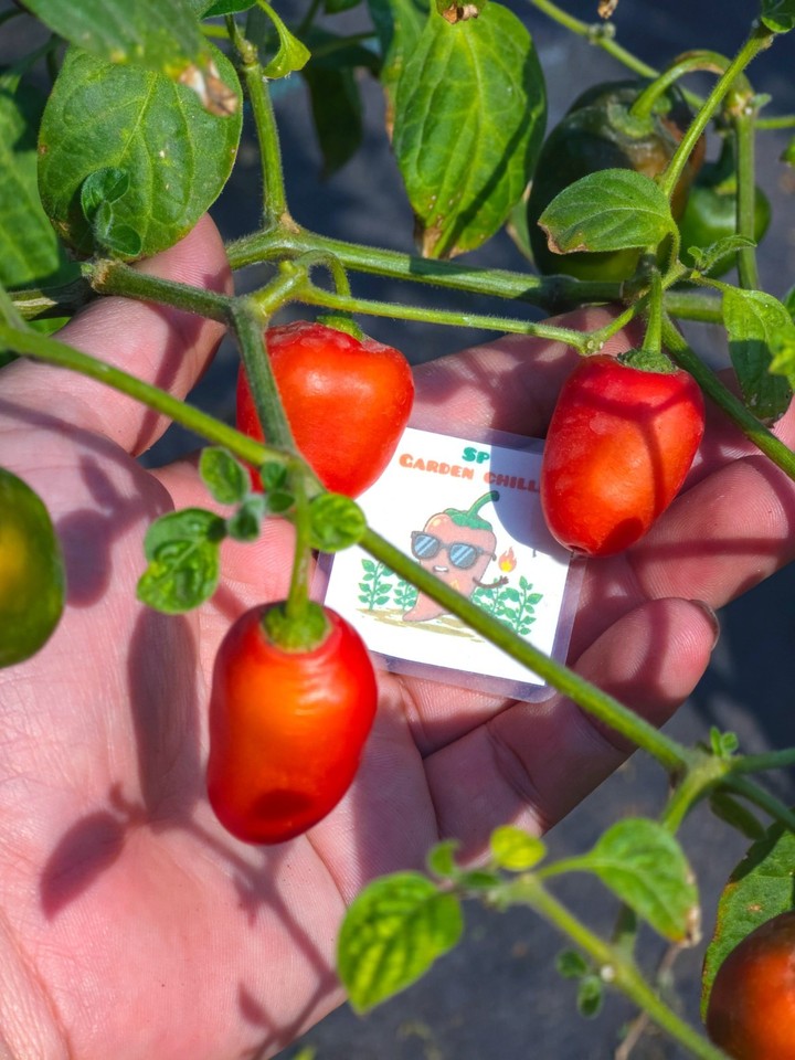 Mini Rocoto Red Pepper Mini Rocoto Red Pepper Seeds - Rare Capsicum Pubescens - Black Seeds | eBay