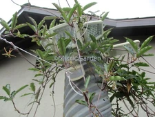 BOGO Sale Fockea tugenensis Succulent 10 seeds