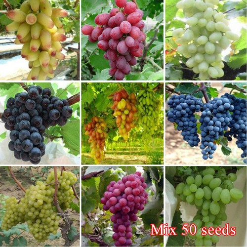 1bag Mixed Finger Grape Seeds Vitis Vinifera Organic Fruit Seed Heirloom Non GMO - Picture 18 of 18