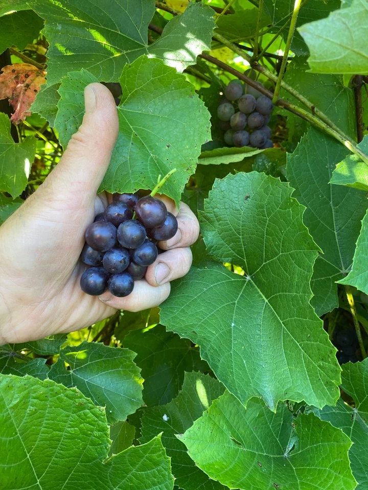 24 PERENNIAL FRUIT PLANTS BLUEBERRY BUSH RASPBERRY PURPLE GRAPE VINES ELDERBERRY - Image 4 of 4