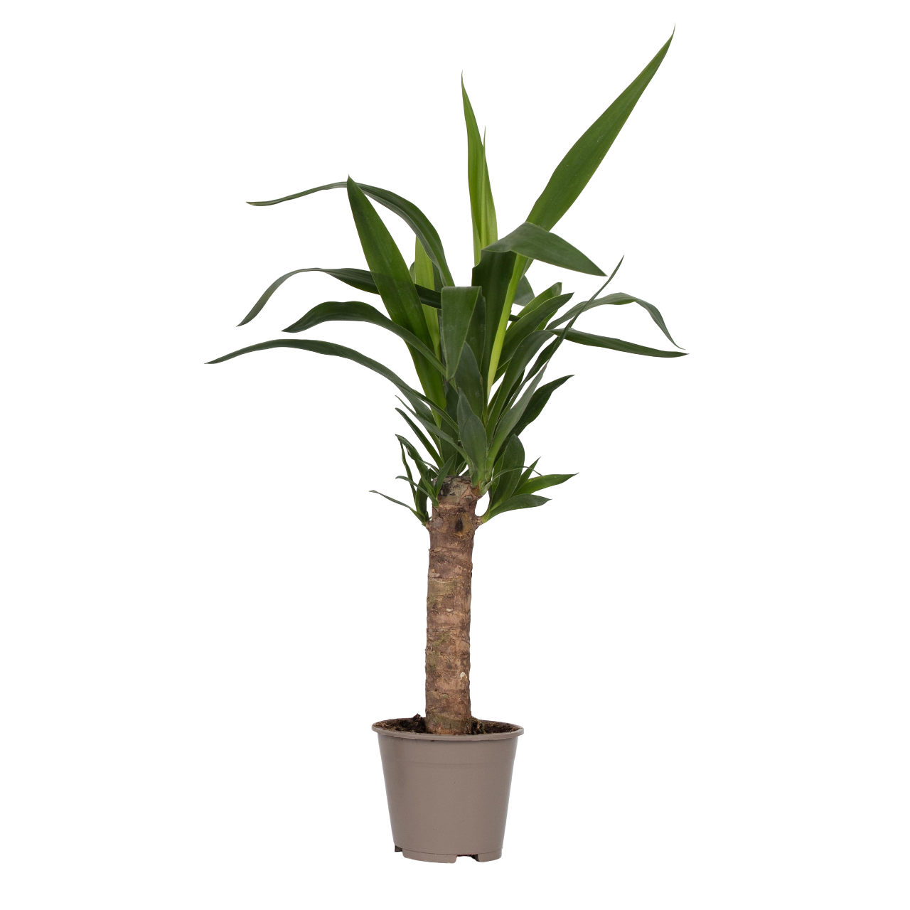 Tronchetto della felicità - Yucca elephantipes - Altezza 50-60cm - ⌀14cm