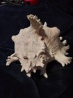 Chicoreus ramosus Big Muricidae, Murex, Sea shell, Conch Stunning 8x6 inches — photo 7