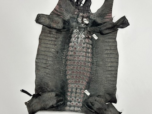 Black Italian Alligator Horn Back Hide Leather Skin real Crocodile belly Croc 50 - Picture 4 of 7