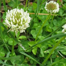 White Dutch Clover Seeds - 50 Lbs.