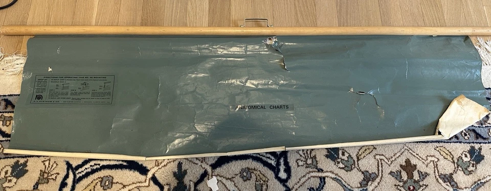 Nystrom Frohse American Anatomical Pull Down Wall Chart conjunto de 11 de colección Foto 4 de 4