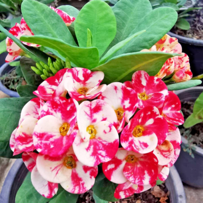 Crown of Thorns Laikanok Plant Christ Thorn Euphorbia Milii Hybrid