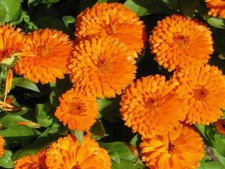 Calendula seeds Pacific Beauty Orange,from 1 kg +4" FREE REUSABLE