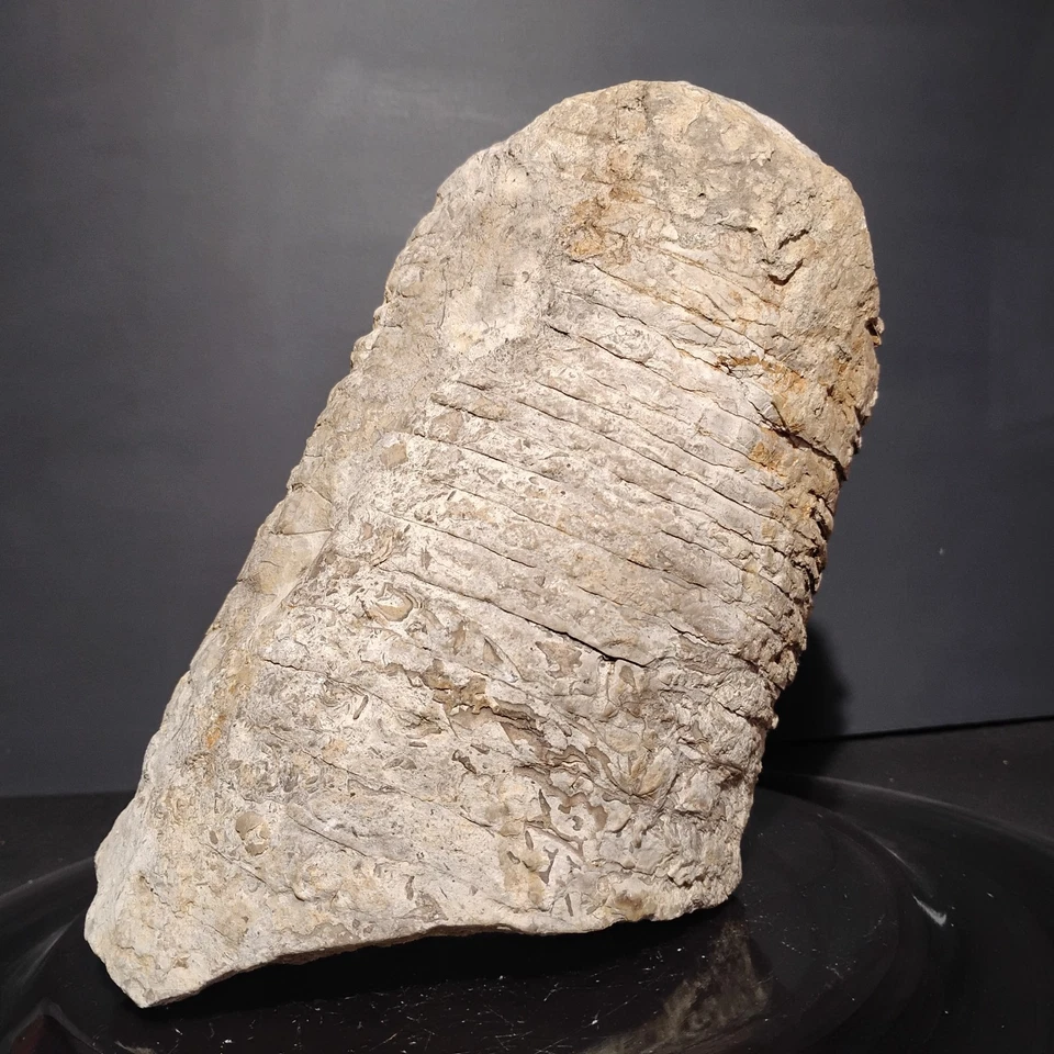 Nautiloide-Endoceras Monstruosas Ordivician Súper Raras 8 lb 9,8 OZ Foto 2 de 4