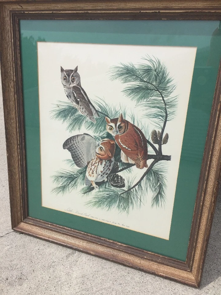 Cuadro antiguo TRABAJO ARTÍSTICO enmarcado vintage PEQUEÑOS BÚHOS CHILLONES en PINOS JERSEY  Foto 3 de 4