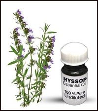 Hyssop Essential Oil 100 Pure Undiluted 10ML-500ML 