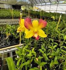 Dendrobium Honey Comes in 4" Pot