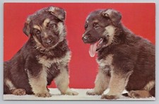 Two Cute German Shepard Puppies c1970 Postcard