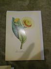 Set a 5 Sierra Club, botanical greeting cards blank inside with white envelopes — photo 3