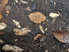 Organic Invertebrate Substrate - Isopods - Millipedes - Roaches - Beetles