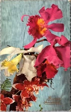 1 RPPC Orchids in Bloom Cattleya Dendrobium Deckle Edged P.UN. (A381)