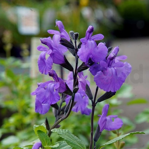 PERENNIAL SALVIA PLUG PLANTS PICK + MIX PAY ONLY ONE POSTAGE COST MIXED FLOWERS - Picture 49 of 88