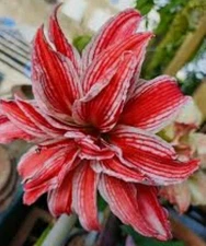 Rare Amaryllis Doublet Top Size Bulb 30-32Cm Perennial Blooming Flowers