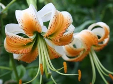 LILY TURK'S CAP Lady Alice Flower (1) Bulb - NEW - EXCELLENT POLLINATOR