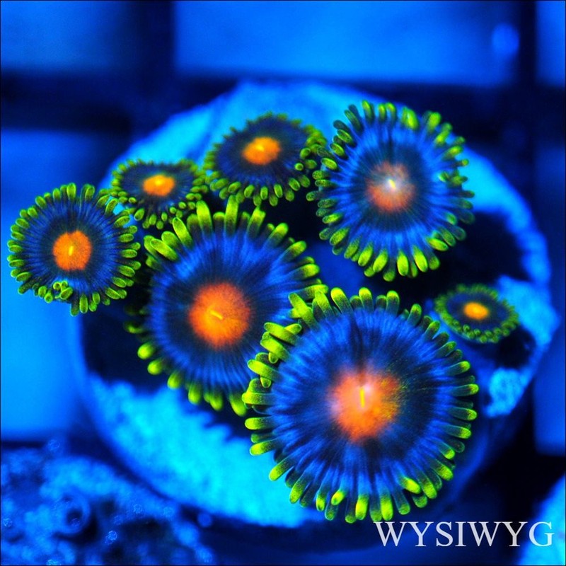 Corals of Eden ~ WYSIWYG Live Coral Frag ~ Blue Steel Zoa - Soft Coral