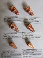 6 Conus  nobilis  gisellelieae     not cypraea