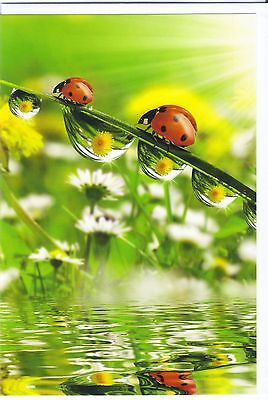 four lady beetles and drops Klappkarte:vier Marienkäfer und vier Wassertropfen
