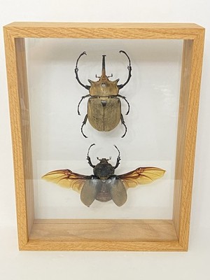 Male & Female Elephant Beetles (Megasoma Elephas) Entomology In Wood/glass Frame