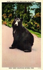 Postcard Black bear along the highway great Smoky Mountains national park