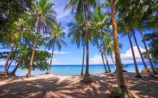 Landscape photography nature palm trees beach tropical Custom Gaming Mat Desk