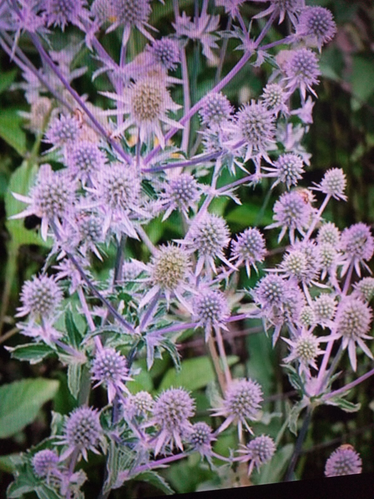2 Sea Holly, Eryngium Silver Salentino plants in 13cm pots approx. Silver.. eBay