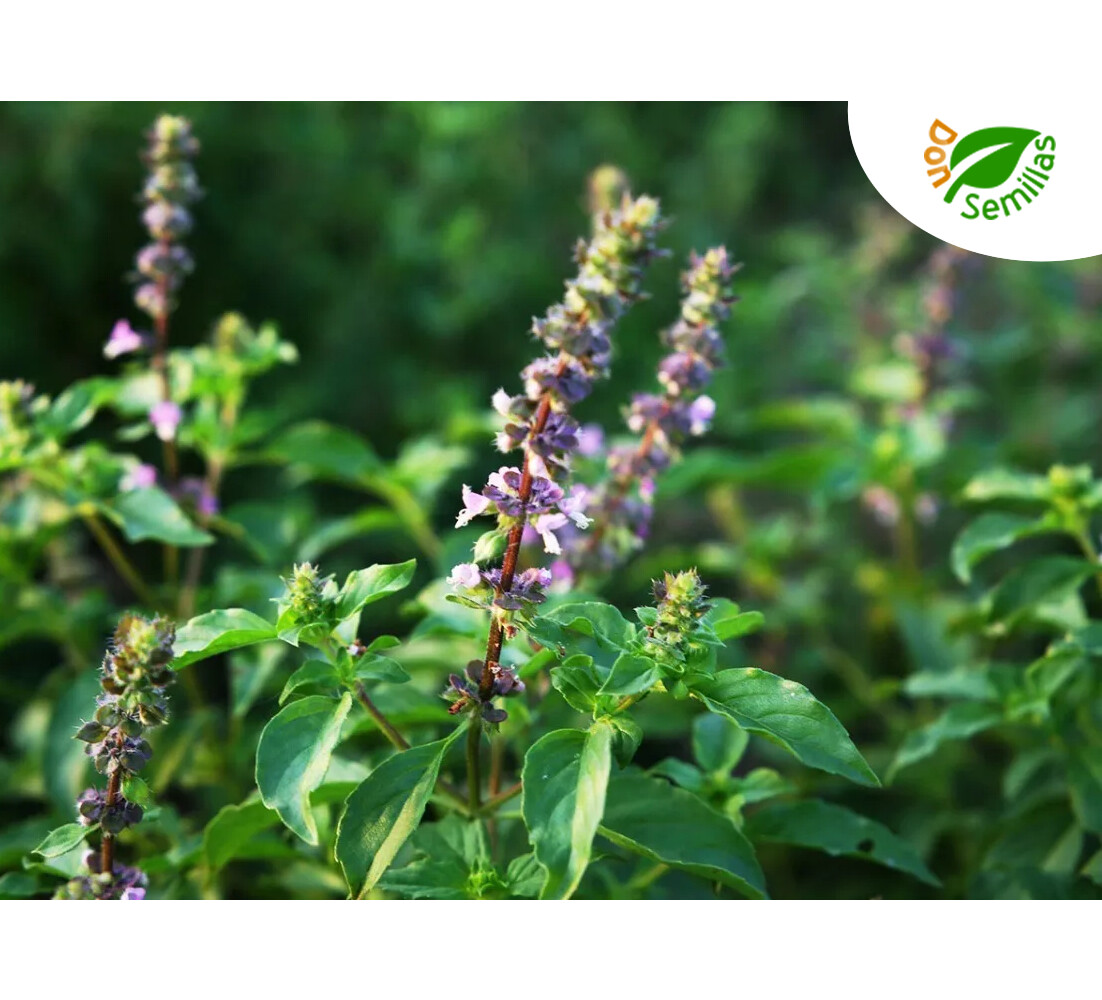 Qué Es La Albahaca Sagrada O Tulsi?(Ocimum Sanctum) - Serpens