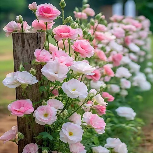Semillas de flores Eustoma Platycodon Grandiflorum semillas de flores vivas patio exterior - Imagen 4 de 26