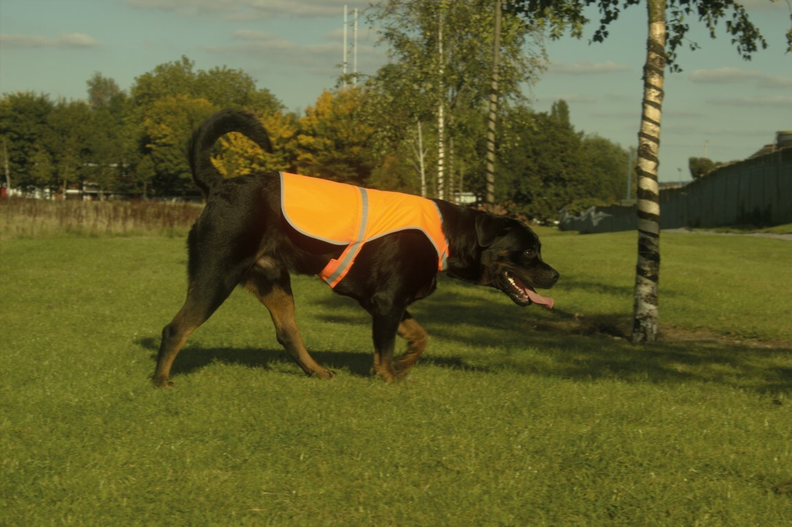Seizure Assistance Dog Coat High Vis Vest Printed Pet Safety Reflective