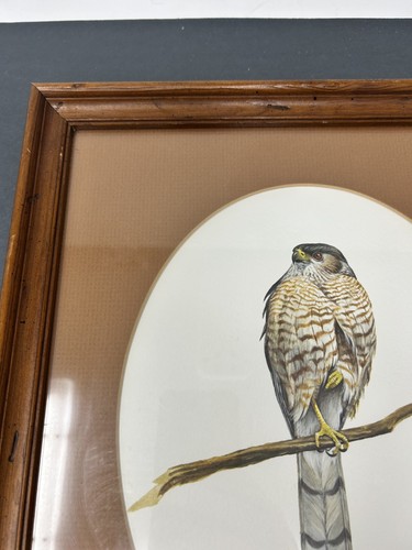 Ray Harm Coopers Hawk Signed Framed Print 14"x12" 1979 Print FAST SHIP - Picture 2 of 5