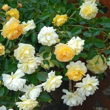Rose 'Scentifall Lemon' - Citrus-Scented, Thornless, 1x 9cm Plant