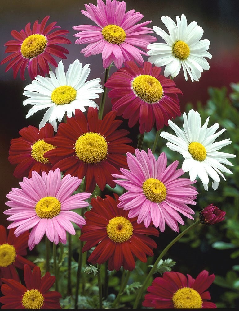 Pyrethrum seёds 0,1g Pyrethrum Giants Robinson seёds, organic heirloom ...