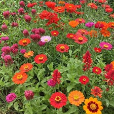 Red Wildflower Mix Seeds, NonGMO, Full Sun, 1 lb for Vibrant Gardens 50.92 per gallon