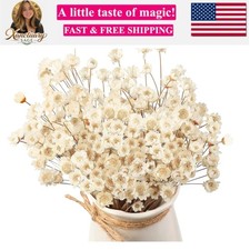 200 Pcs Natural Dry Flowers White Mini Dried Star Daisy Floral Decorative Cha...