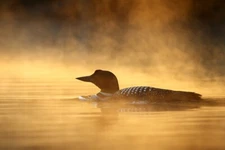 Common Loon in the Mist by Jim Cumming Wildlife Photography Giclee Art Print