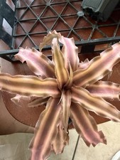 bromeliad Variegated- Cryptanthus Desert Star Brown Pink Green Clumping