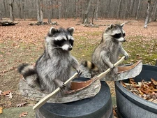 ONE ( 1 ) Taxidermy NEW Coon Or, RACCOON, in Birch Bark Canoe Mount Log Cabin