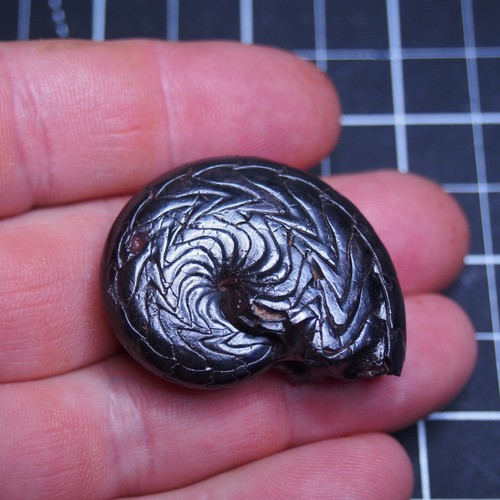 43mm Goniatite Hematite Devonian Fossil Ammonite 1865 - Picture 3 of 9