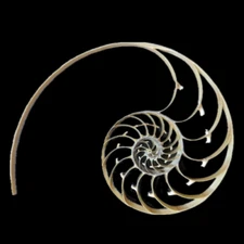 Large Center Sliced Pearl Nautilus Shell Chambered Natural Rare Real 6"-7" Inch