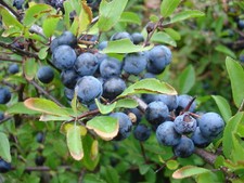 Sloe - Blackthorn - Prunus spinosa - 50+ seeds -