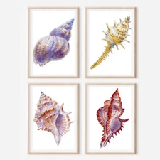 Set of SHELL ILLUSTRATION ART PRINTS Wall picture Home Art (A4 Sized, unframed)