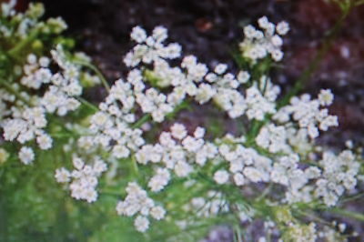 Carum carvi #382 2-ans 10 graines CUMIN