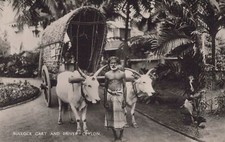 1900s Bullock Cart Driver Ceylon Tropical Sce...