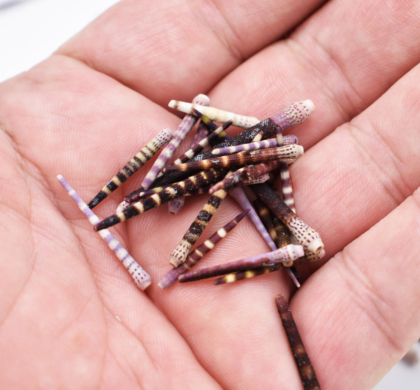 Tiger Sea Urchin Spines Bits and Pieces (4 oz.) Contains Broken Spines