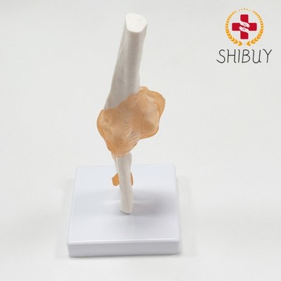 11*11*22CM Anatomical Elbow Joint Simulation Model with Ligaments Model