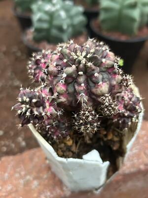  cactus Succulent plants Gymnocalycium Garden decoration Plants 