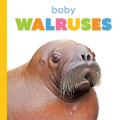 Baby Walruses by Kim Thompson Paperback Book